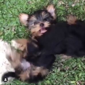 Yorkie Puppies