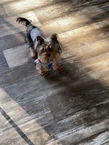 1 yr old female Yorkie.
