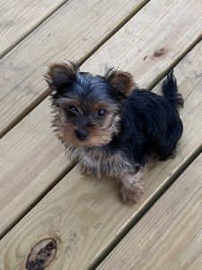 1yr old female Yorkie $1,200