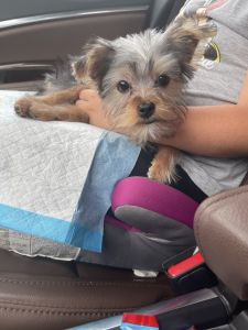 Pure Breed Yorkshire Terrier