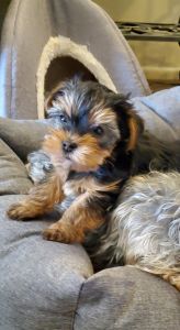 AKC yorkie puppy