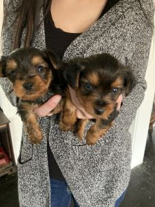 Teacup Yorkshire terriers for sale