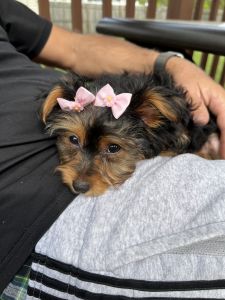 12 week old female Yorkshire Terrier