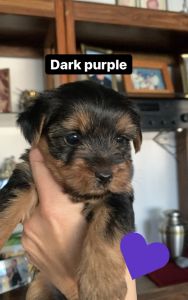 AKC Yorkshire terrier