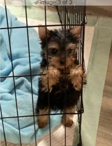 AKC Teddy Bear Teacup Yorkie Puppy Female