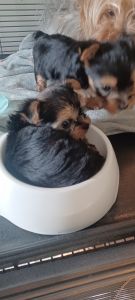 Pocket size yorkie