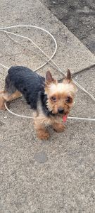 Male Yorkie