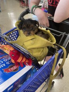 Mini Yorkie