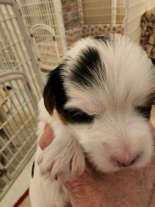 Bortolin Little Angles