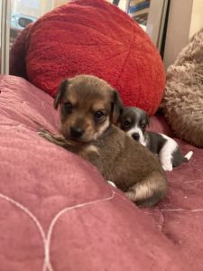 Two Males - Mixed - Very Affectionate