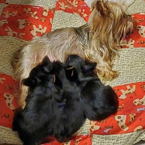 Male Yorkie 7 wks old