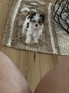Yorkie puppy for sale