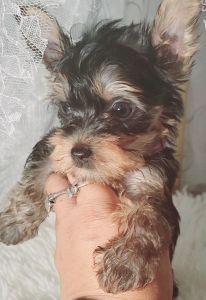 Ckc yorkie puppies