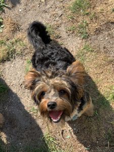Yorkie Male-9 Months Old for Sale-NJ