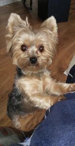 Diamond the yorkie