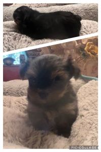 Yorkie Puppies