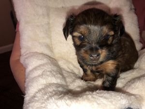 Yorkie For Sale