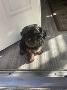 Full breed yorkie