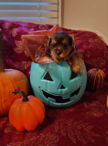 Merle Yorkshire terrier boys