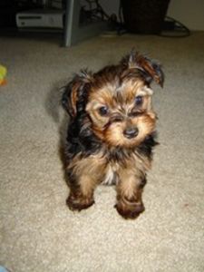 Purebred Tiny Yorkie Puppies