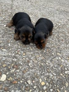 Yorkie puppies