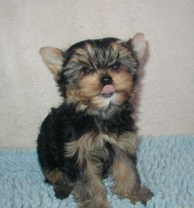 CKC Male Puppy