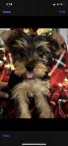 Yorkie puppy
