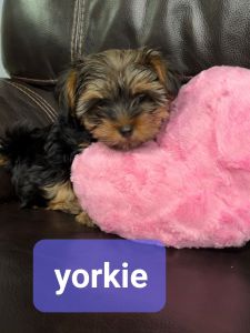 Female yorkie