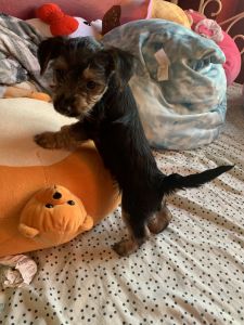 Pure yorkies for sale