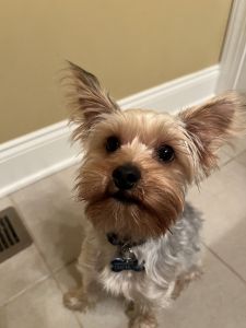 Yorkshire Terrier for sell