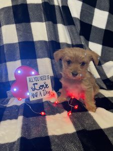 Full blood Sable Male Yorkie