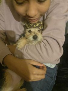 Have to Yorkies for sale