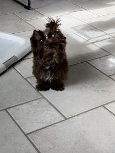 Female 5 month old chocolate puppy