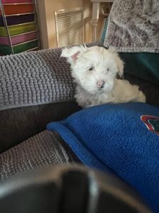 Purebred Albino Female Yorkie White with Blue Eyes
