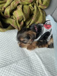 9 wk yorkie