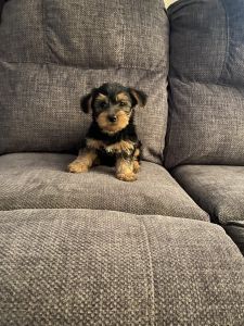 Yorkshire Terrier puppies
