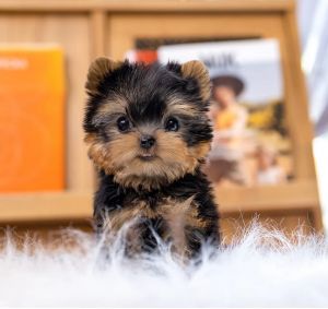 Teacup yorkie