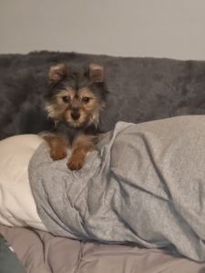 Toy yorkie