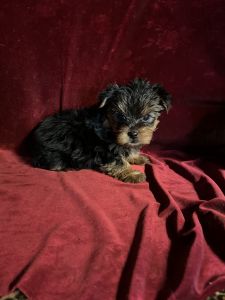 Yorkie Beautiful Baby Girl