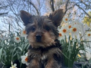 Yorkies for sale
