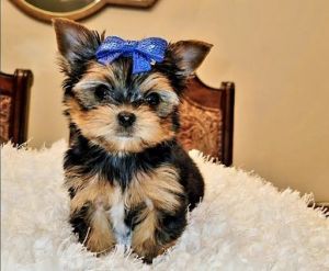 Yorkie puppies