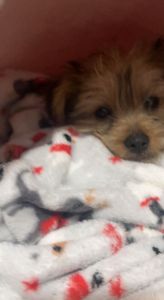 Fun playful feisty dog !