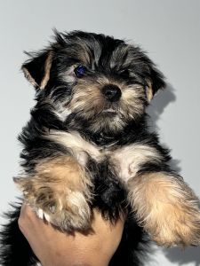 (M) Yorkshire Terrier
