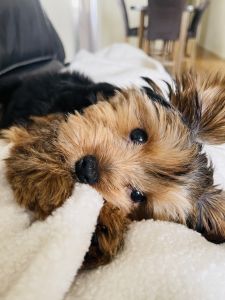 Yorkie Puppy