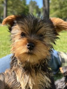 CKC Yorkie male puppies