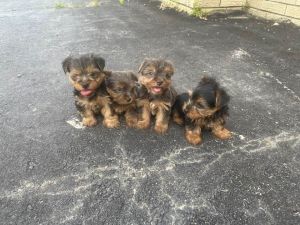 Tina’s yorkies