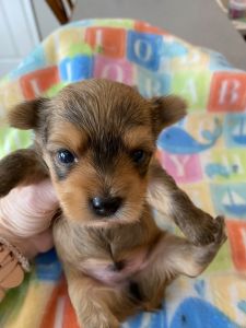 Male Yorkie Puppy