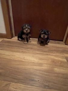 Tina Yorkies