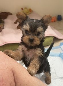 Yorkie puppies
