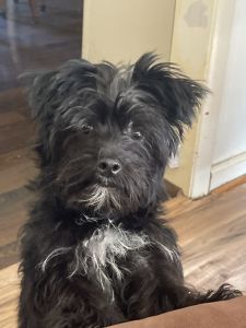 CKC male black Yorkie